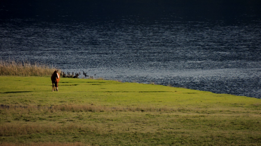 Llanquihue